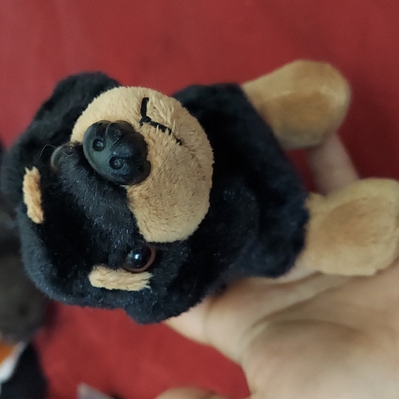 Puppy Black & Tan - Picture 7 of 8